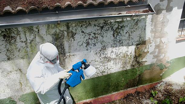 Top rated local Mold Remediation specialists in Millburn, NJ